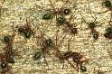 Oecophylla_virescens_F0804_Z_78_Maurilyan harbour_Australie